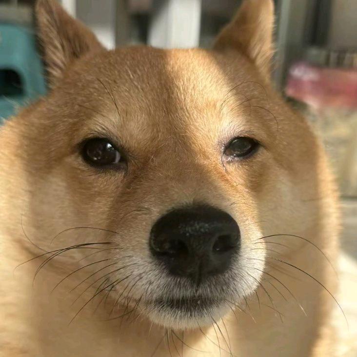 哈基人