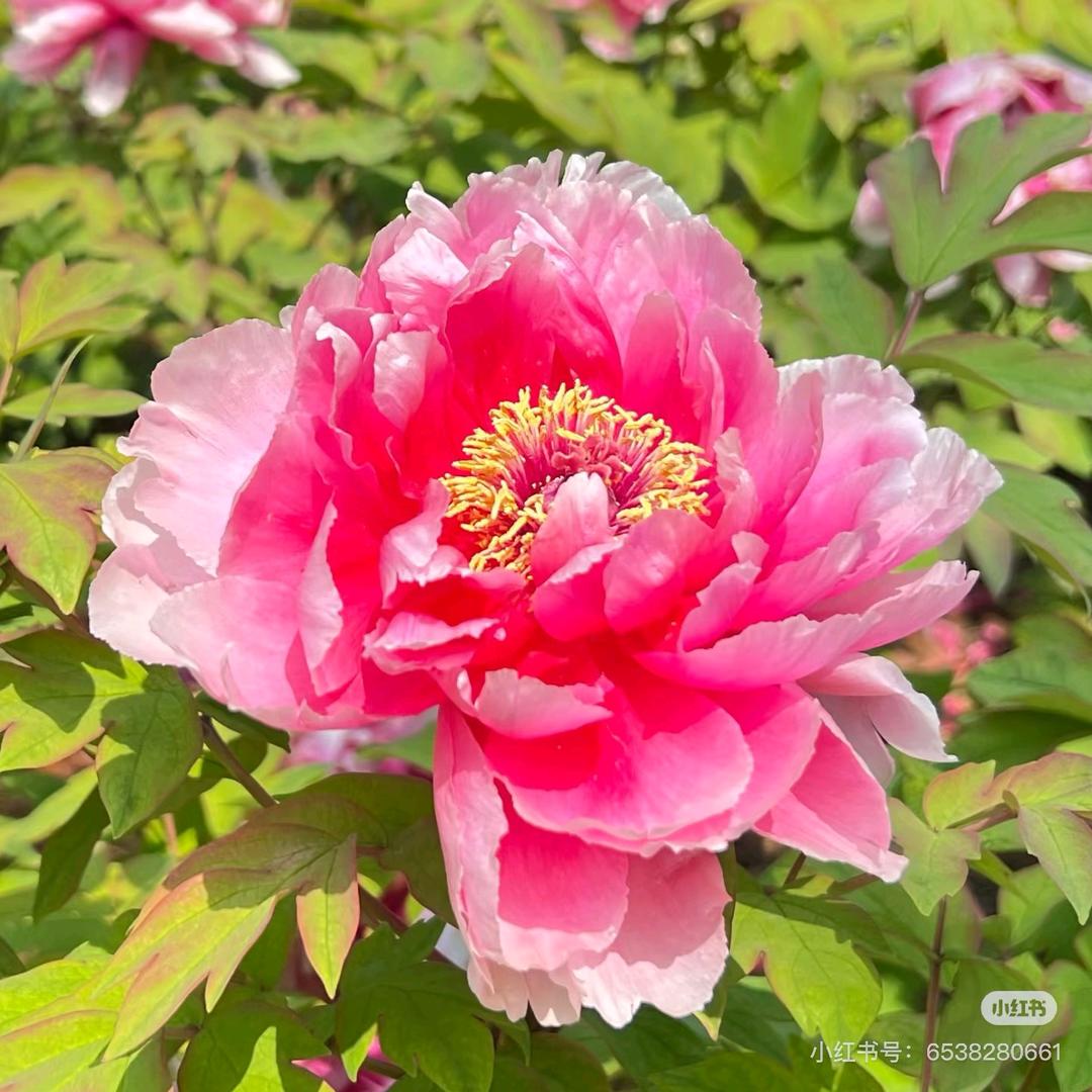 福气满满（凝墨）