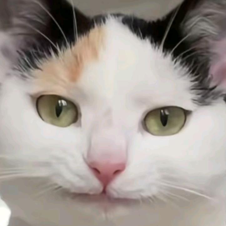 卜卜卜嘚儿（三巡见过王源版）