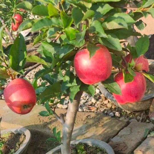 子娇园艺盆栽果树二号