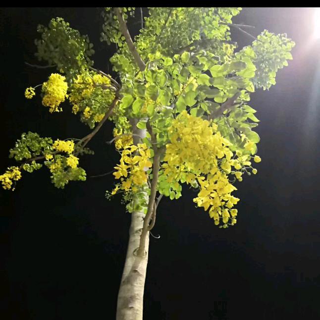 玉珏