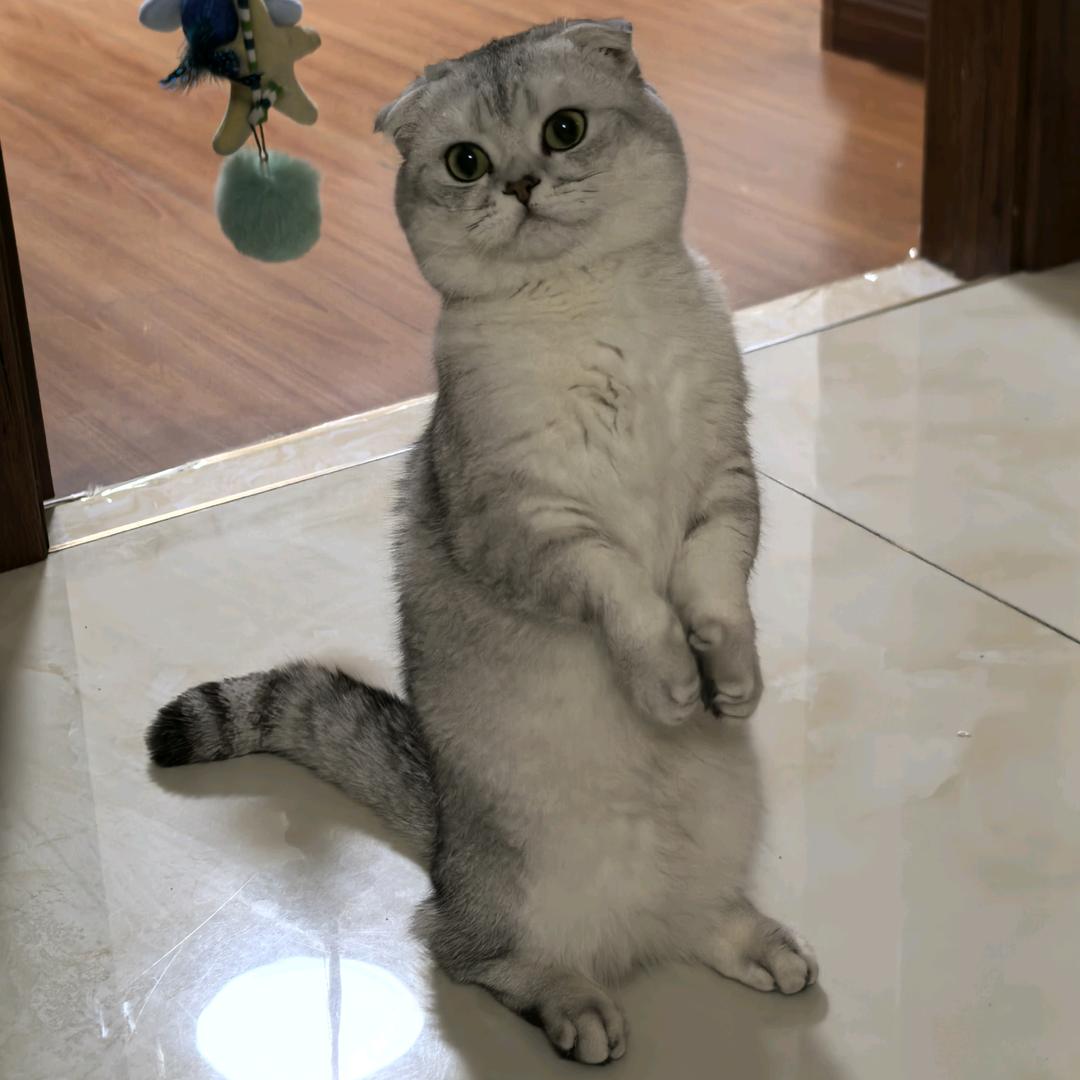 ♂乐乐粘人喵😽