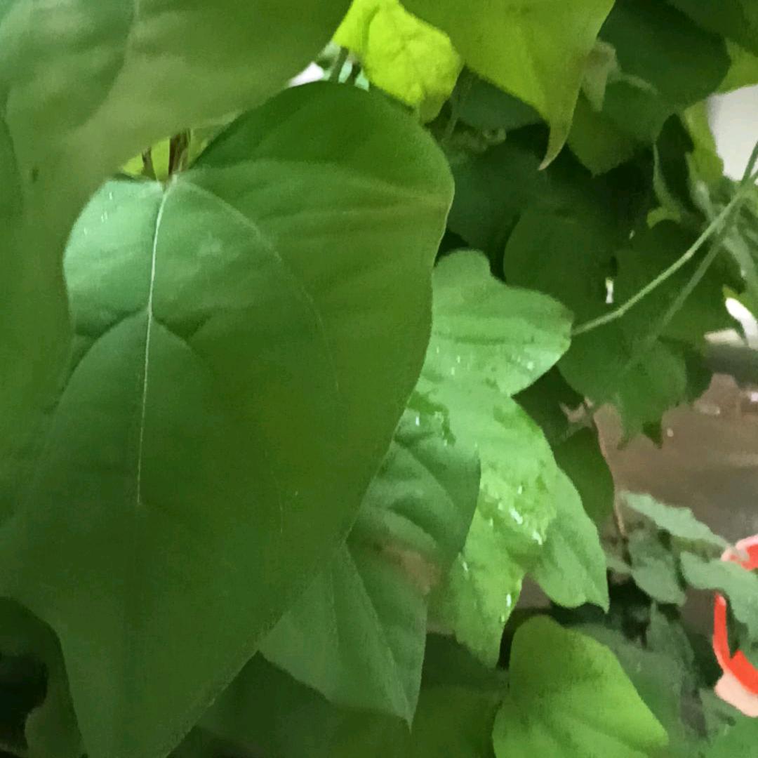 不语