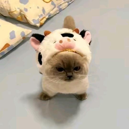 玲玲儿