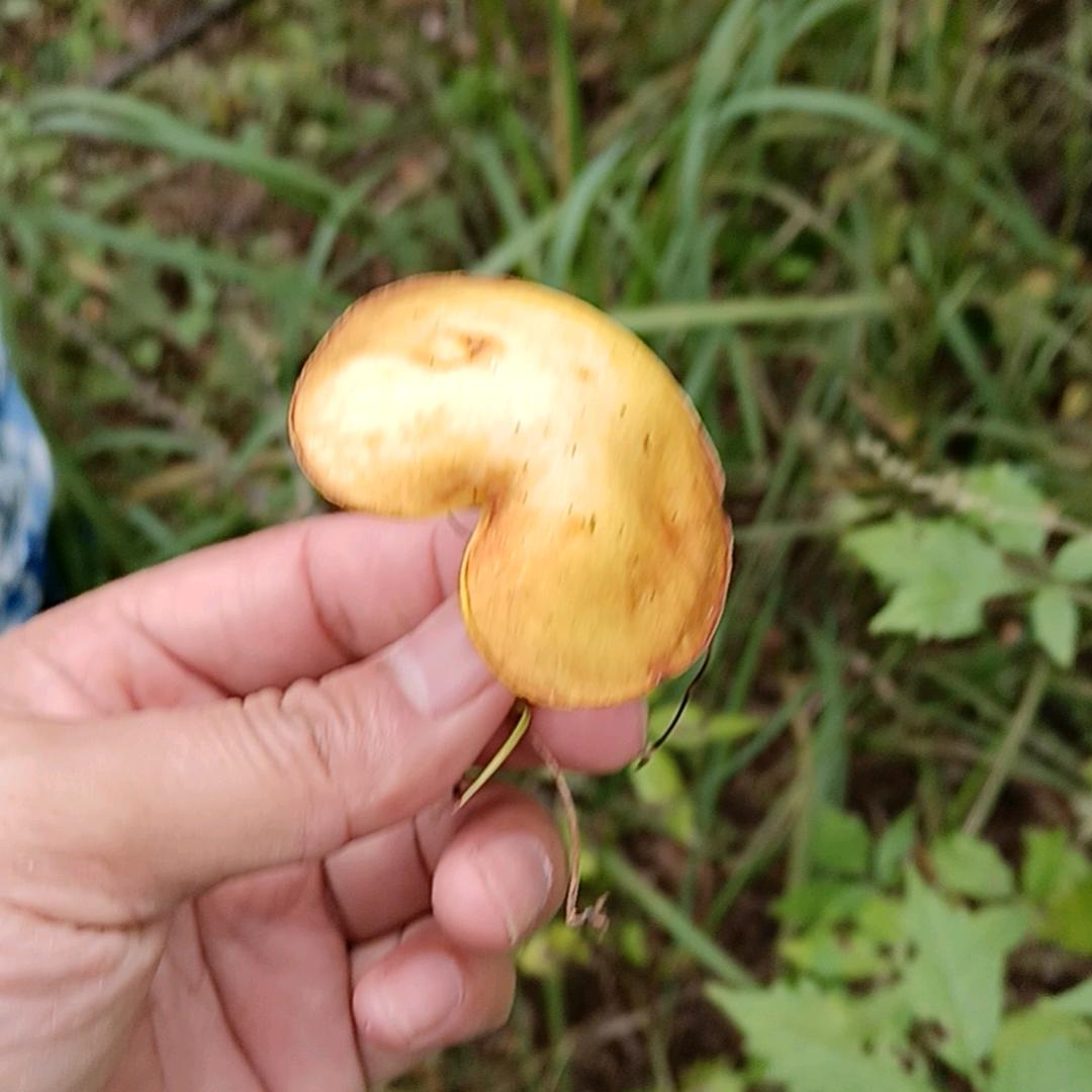 春之元正能量