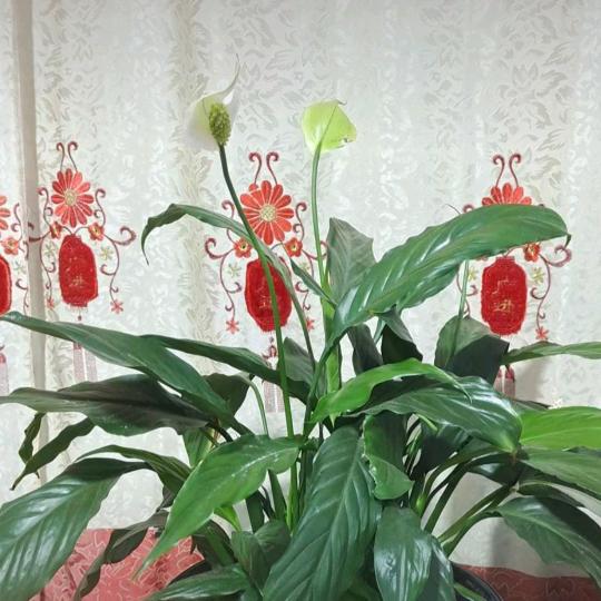 光风霁月