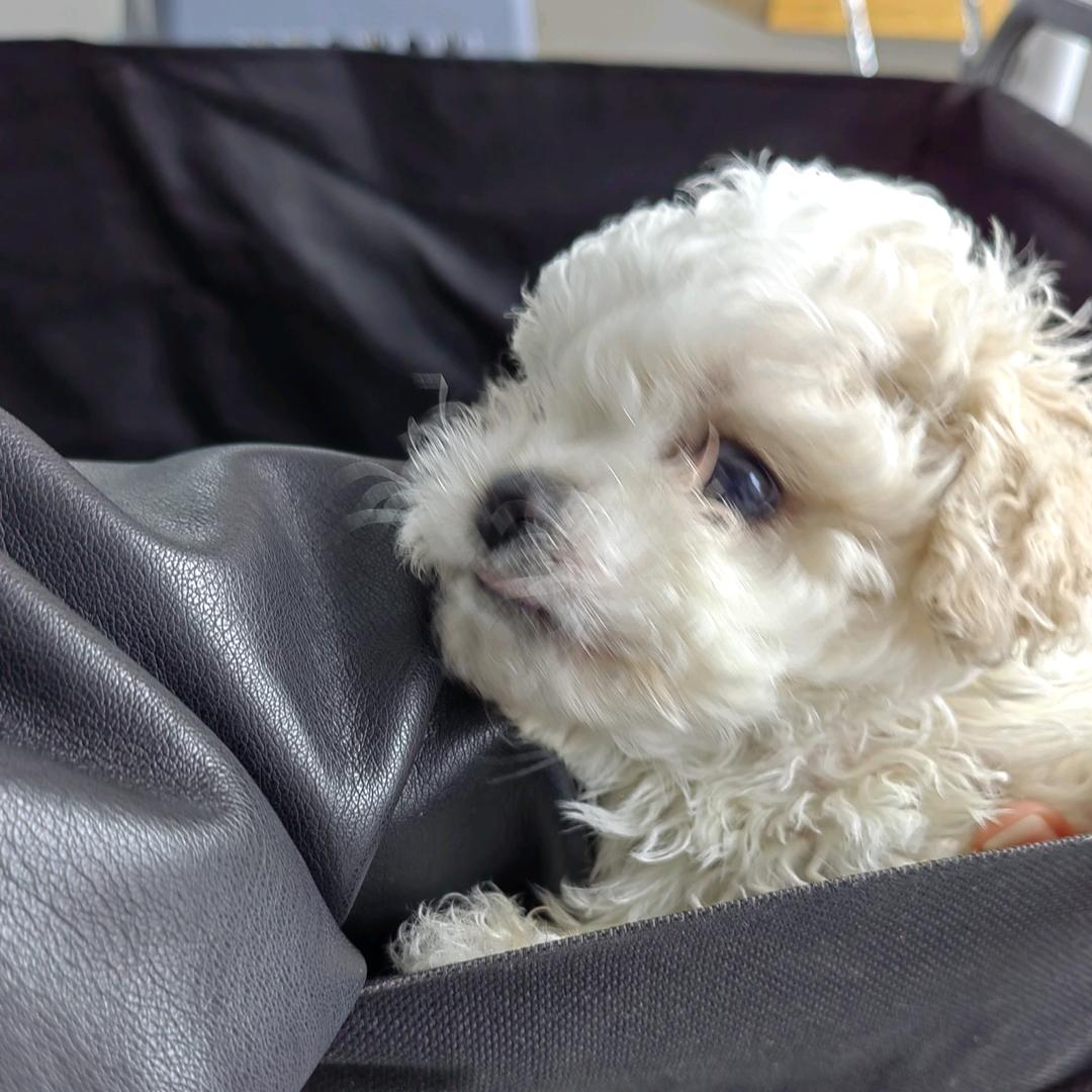 三条尾巴宠粉号