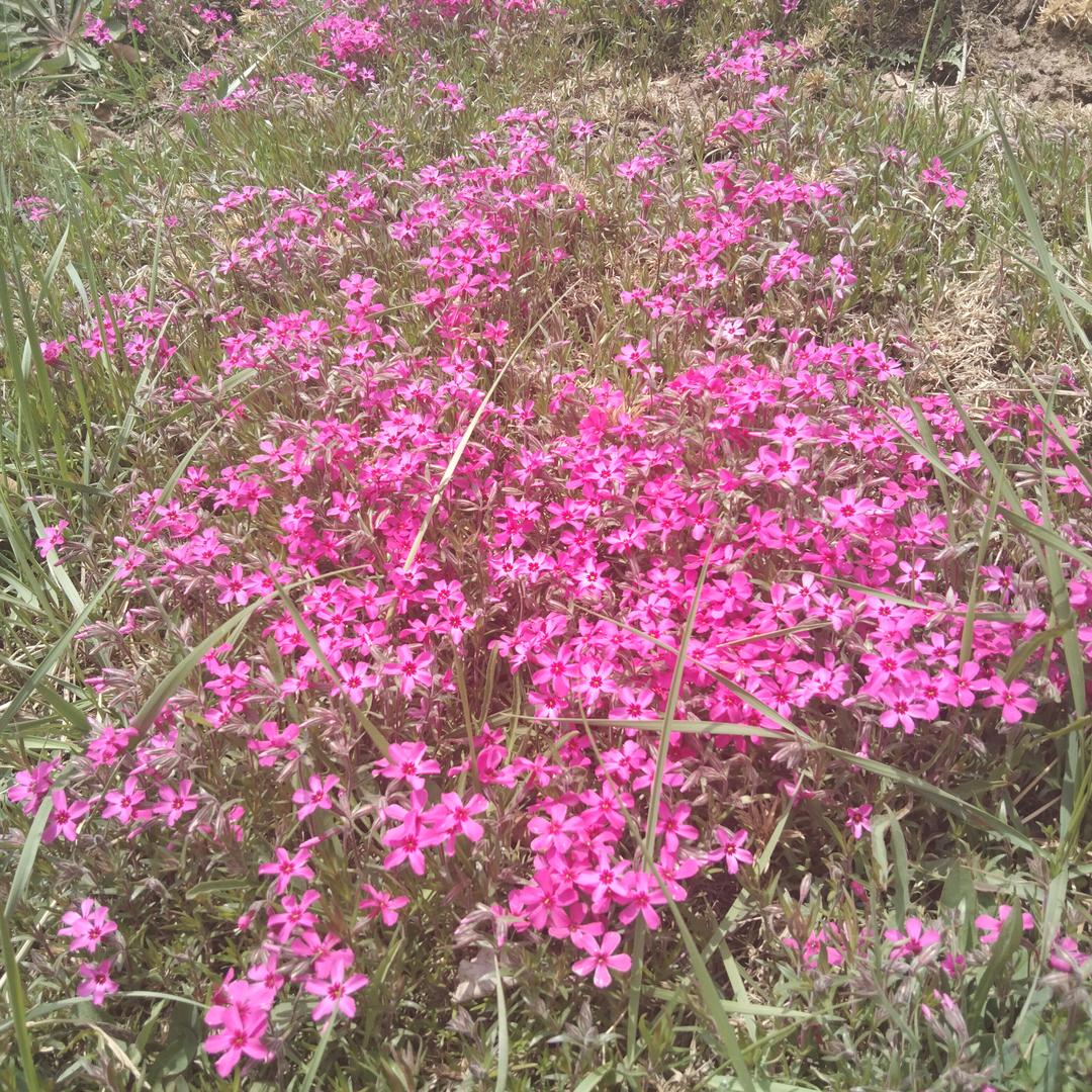 迷茫的爱