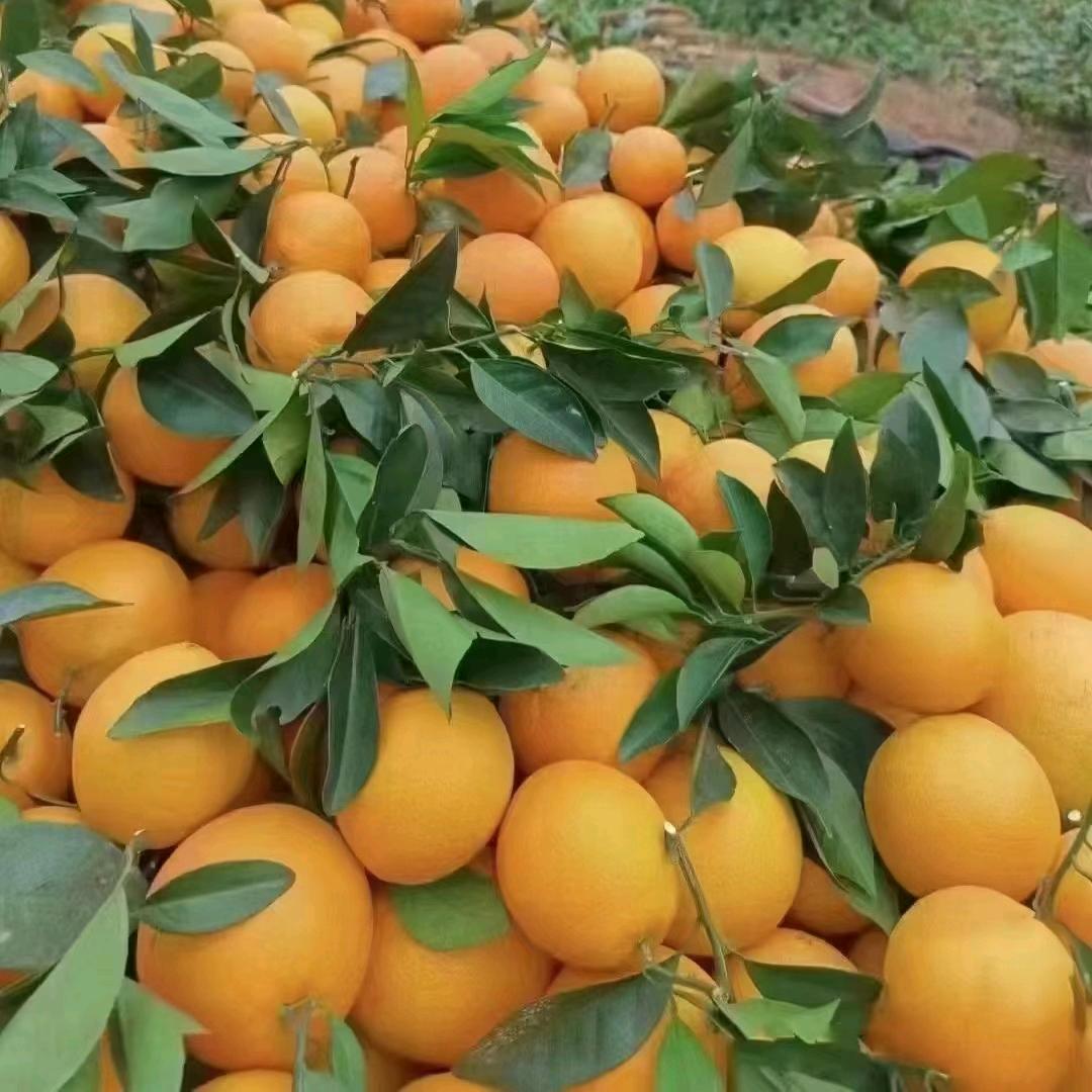 赣南脐橙果园直销（一件代发）