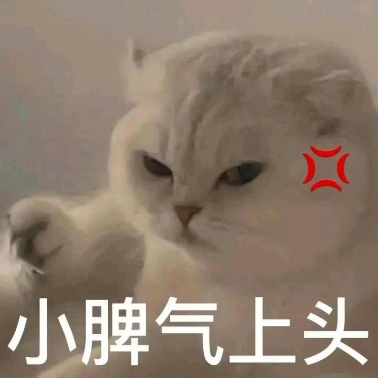 笨猪