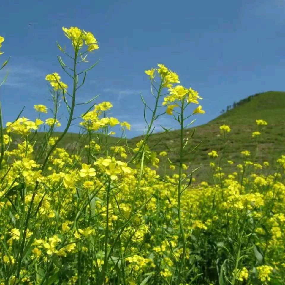 长兴岛神炭海鲜烧烤胖哥
