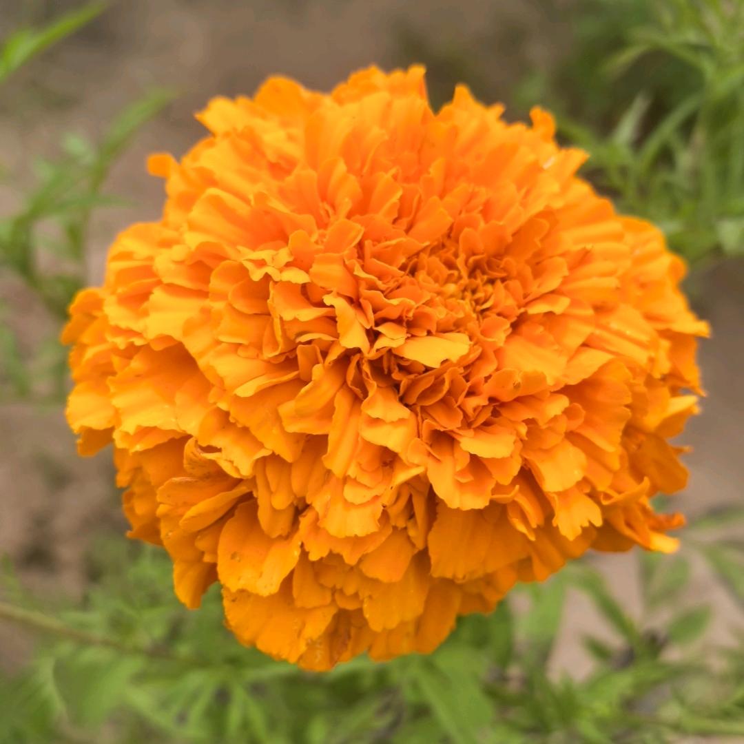 定州市大辛庄镇—华仔