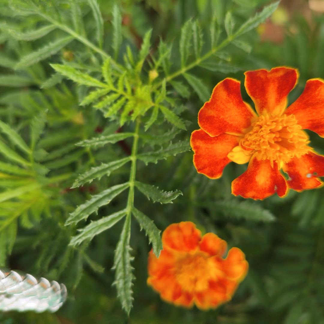 (σ≧︎刘朱幸福≦︎)σ。