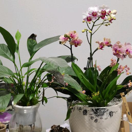 幸运草就是我
