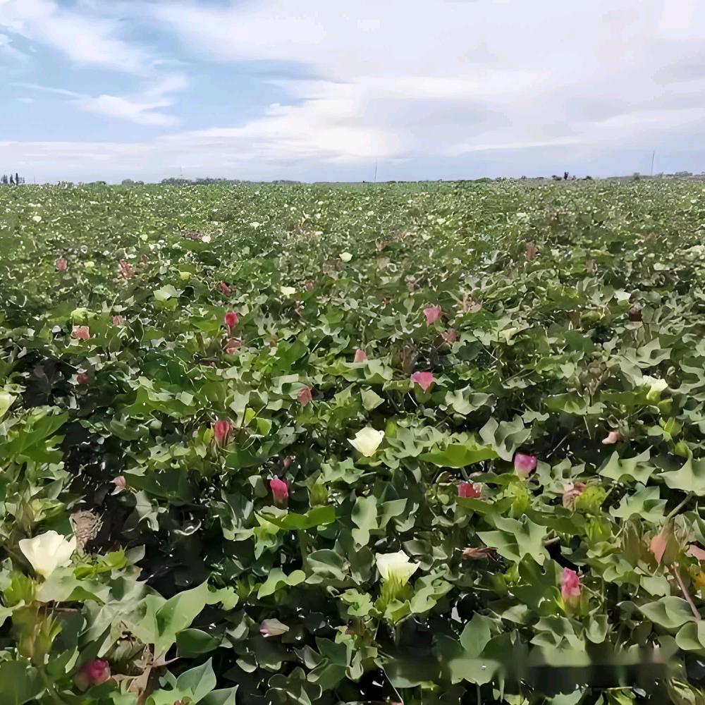 新疆脱硫石膏改良土地