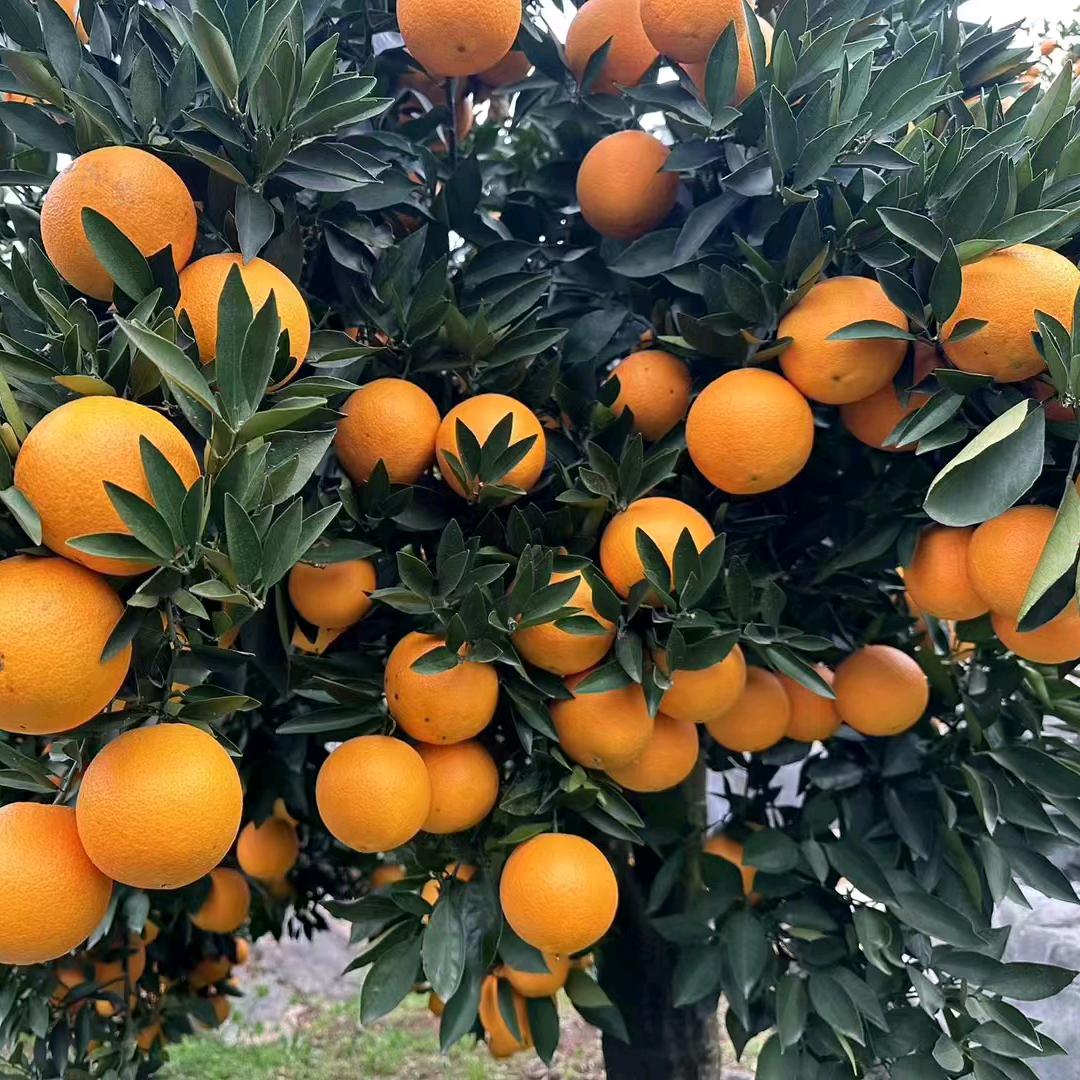 橙圆圆