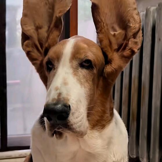 云南高原特色农产品的头像