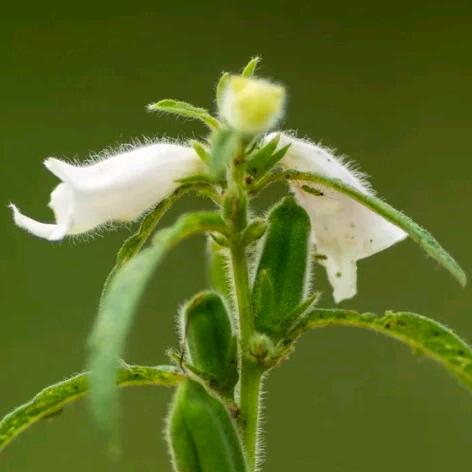 芝麻开花花