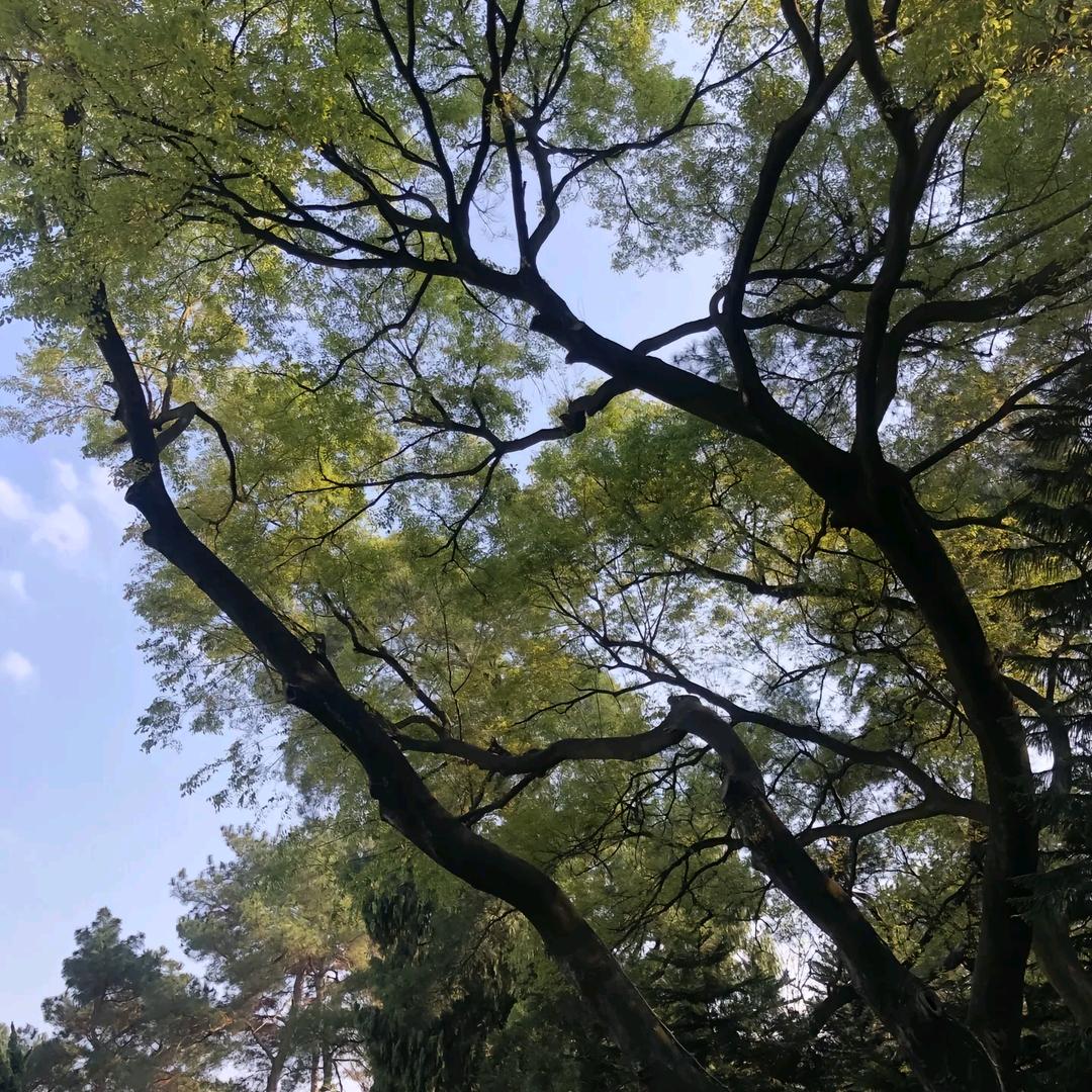 荞麦