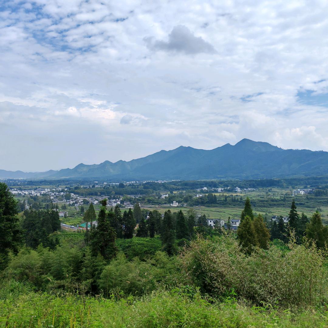 -甜的发酵的香菜