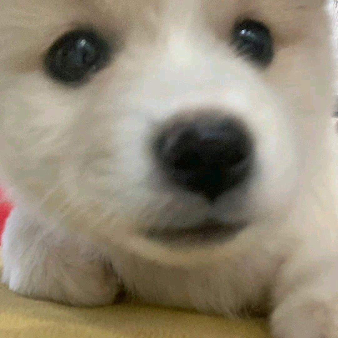 我欧巴好帅