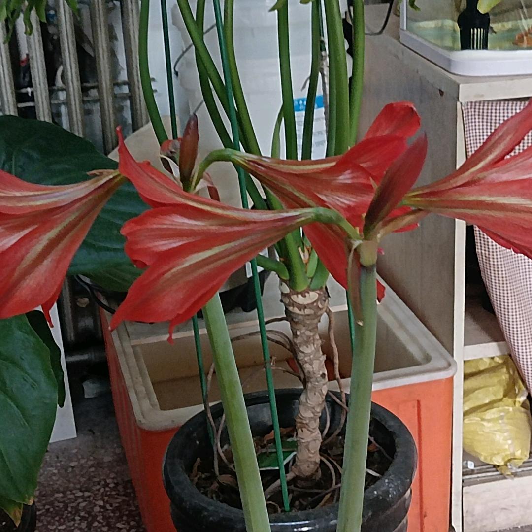 🌷🌷🌷🌷🌷🌷🌷🌷🌷🌷