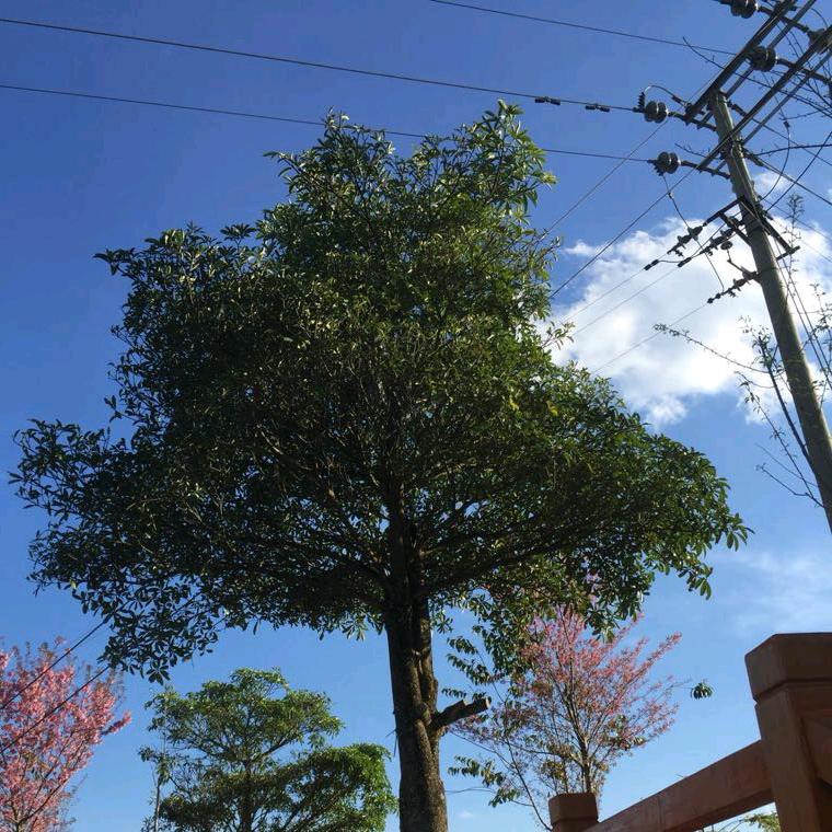 罗威