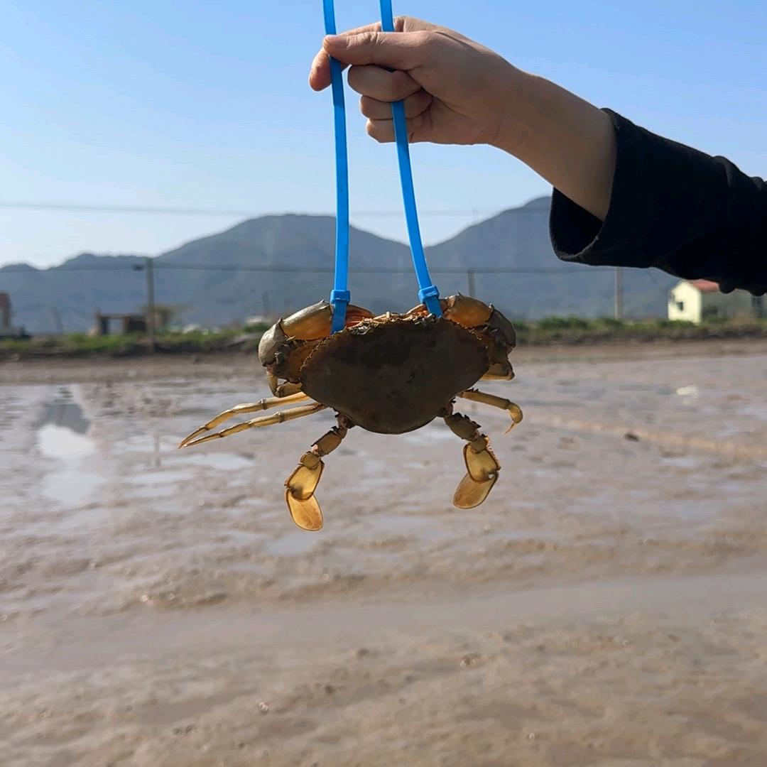 正行水产1