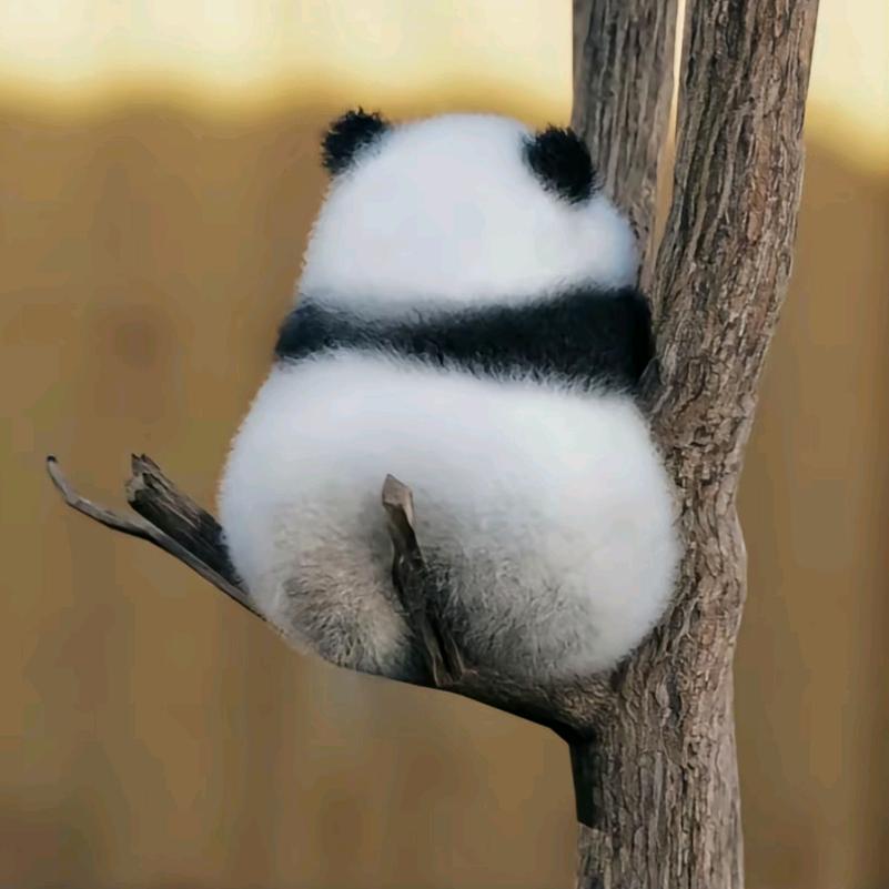 小芊糕糕