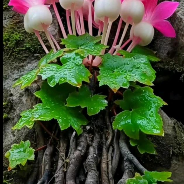 保安骠鸡，酸菜鱼冷热炒烧，免费送