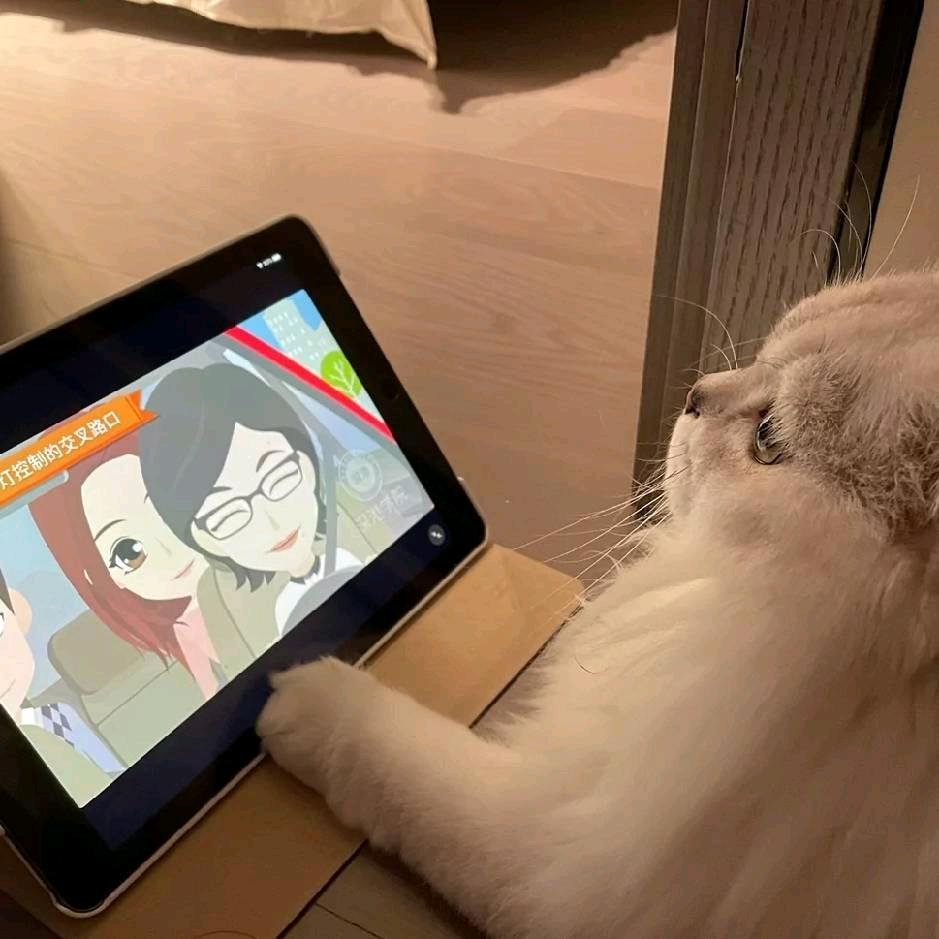 我家有小猫