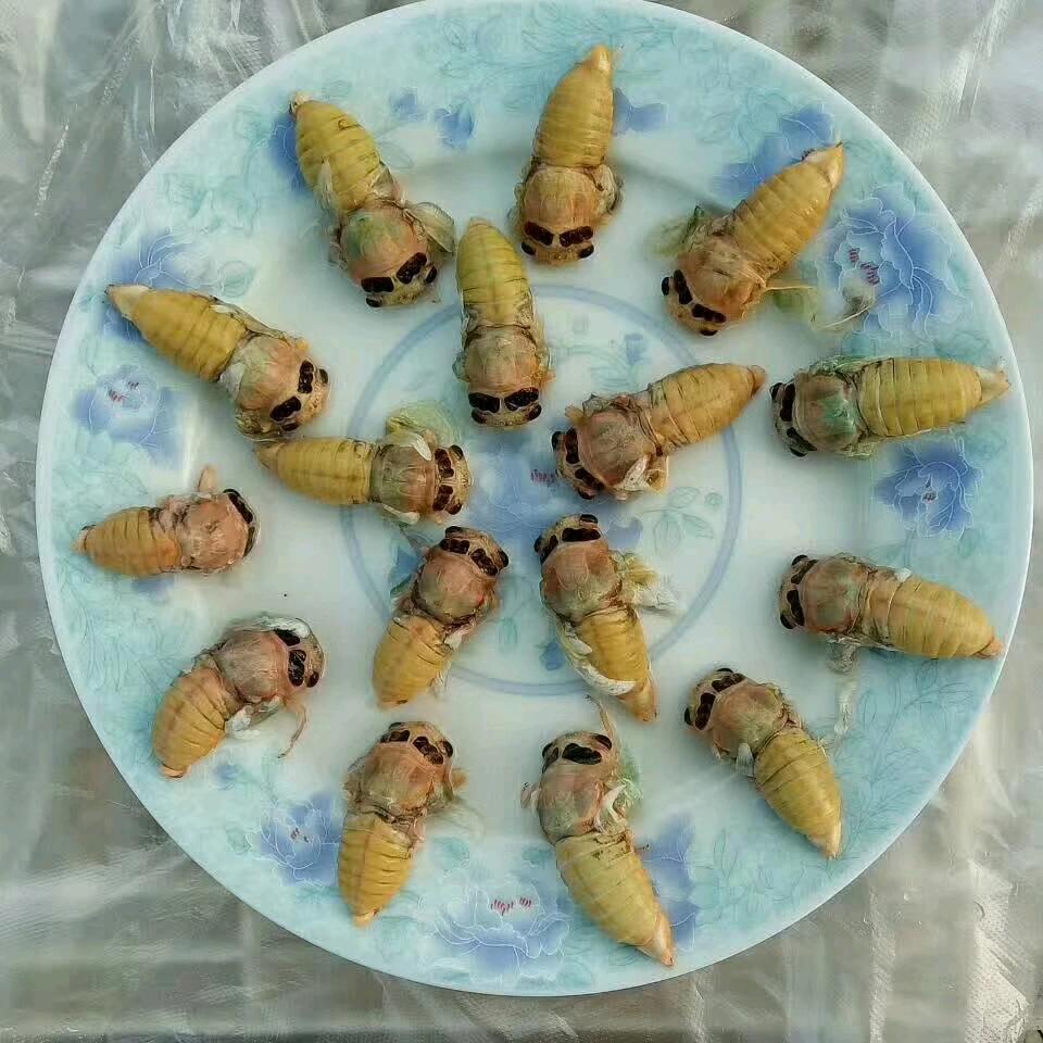 金蝉人工养殖，土特产购销