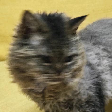 去码头整点海鸥