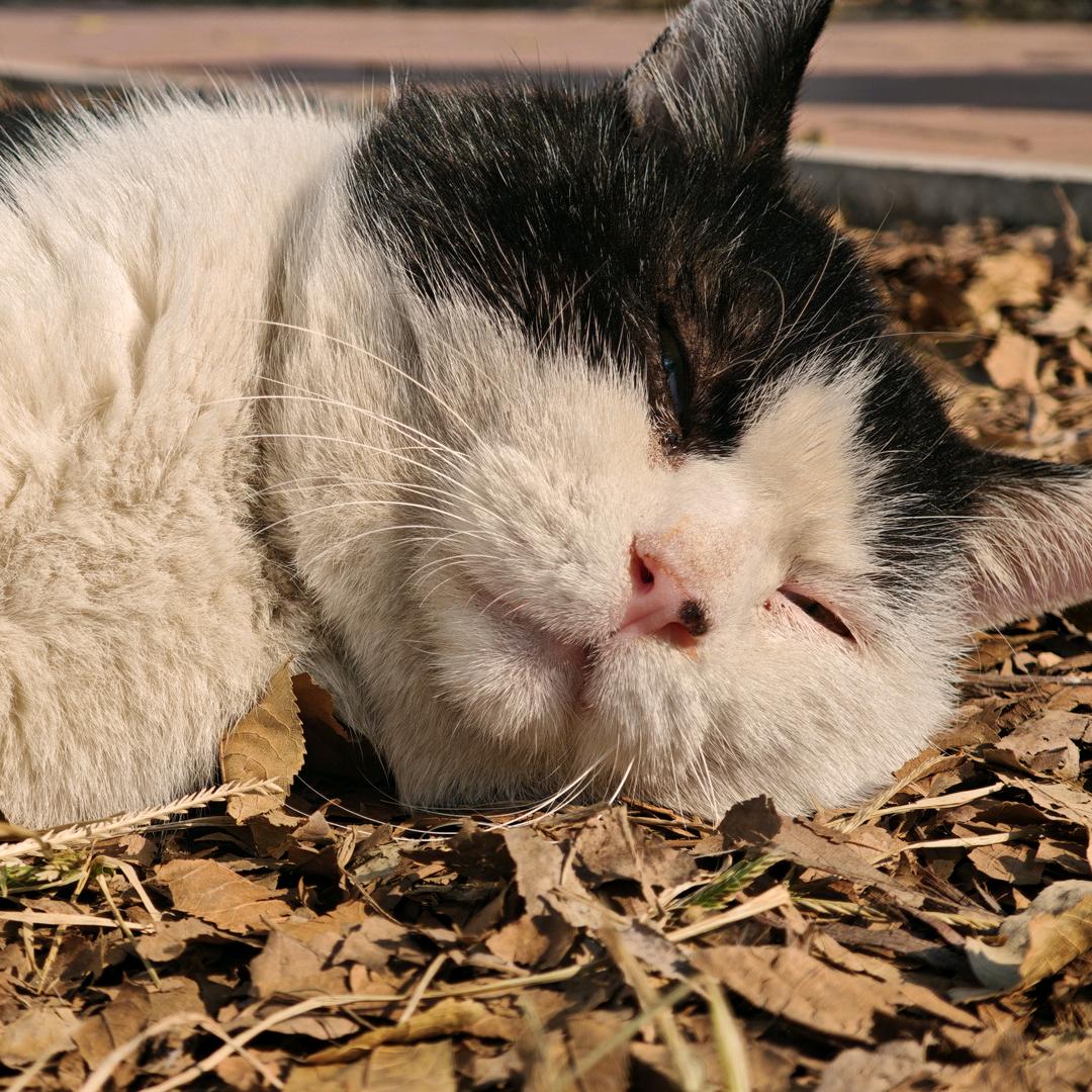 比考试难考的地瓜🍠