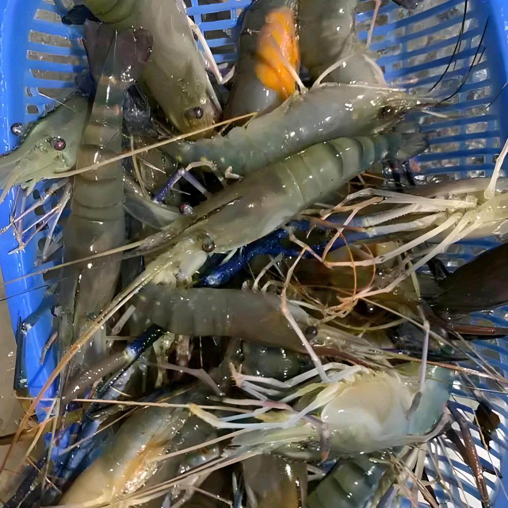 洋洋生鲜