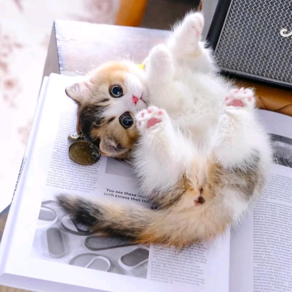 💞 ღ᭄无言ꫛএۣۖิ