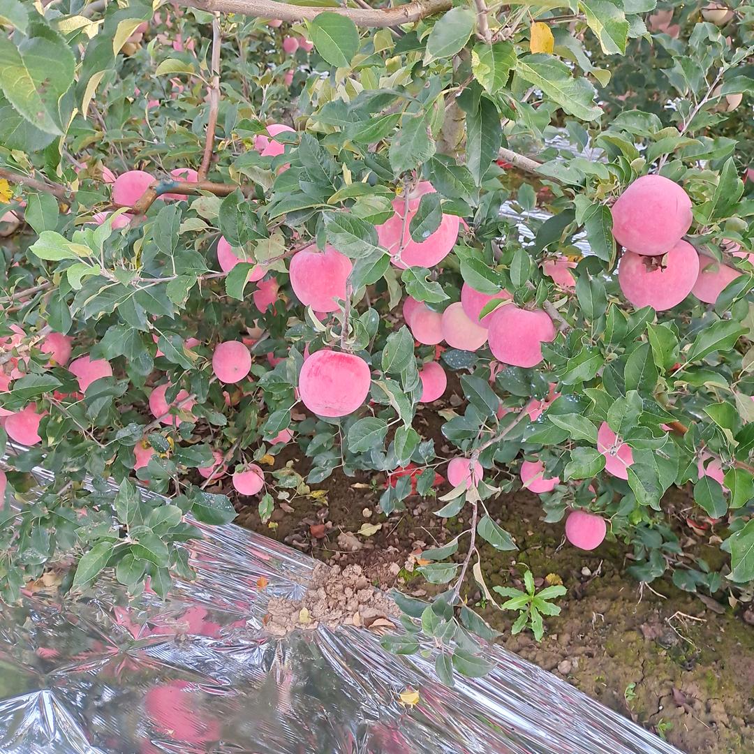吉祥如意
