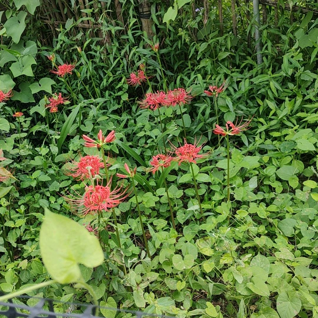 不屈