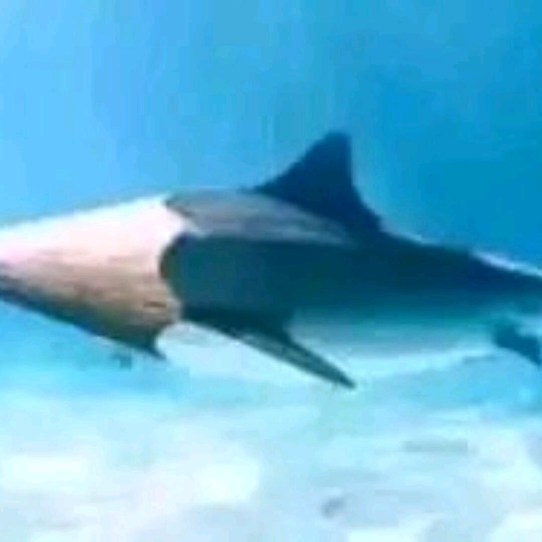 摆