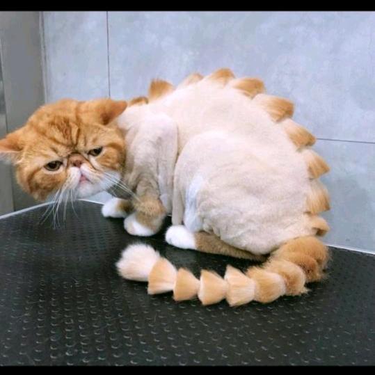 慕斯尼
