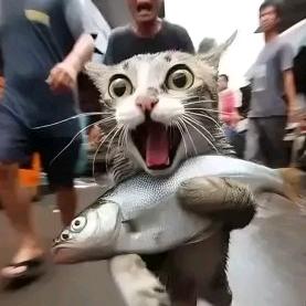 ꧁꧁卖羊的꧂꧂🐰