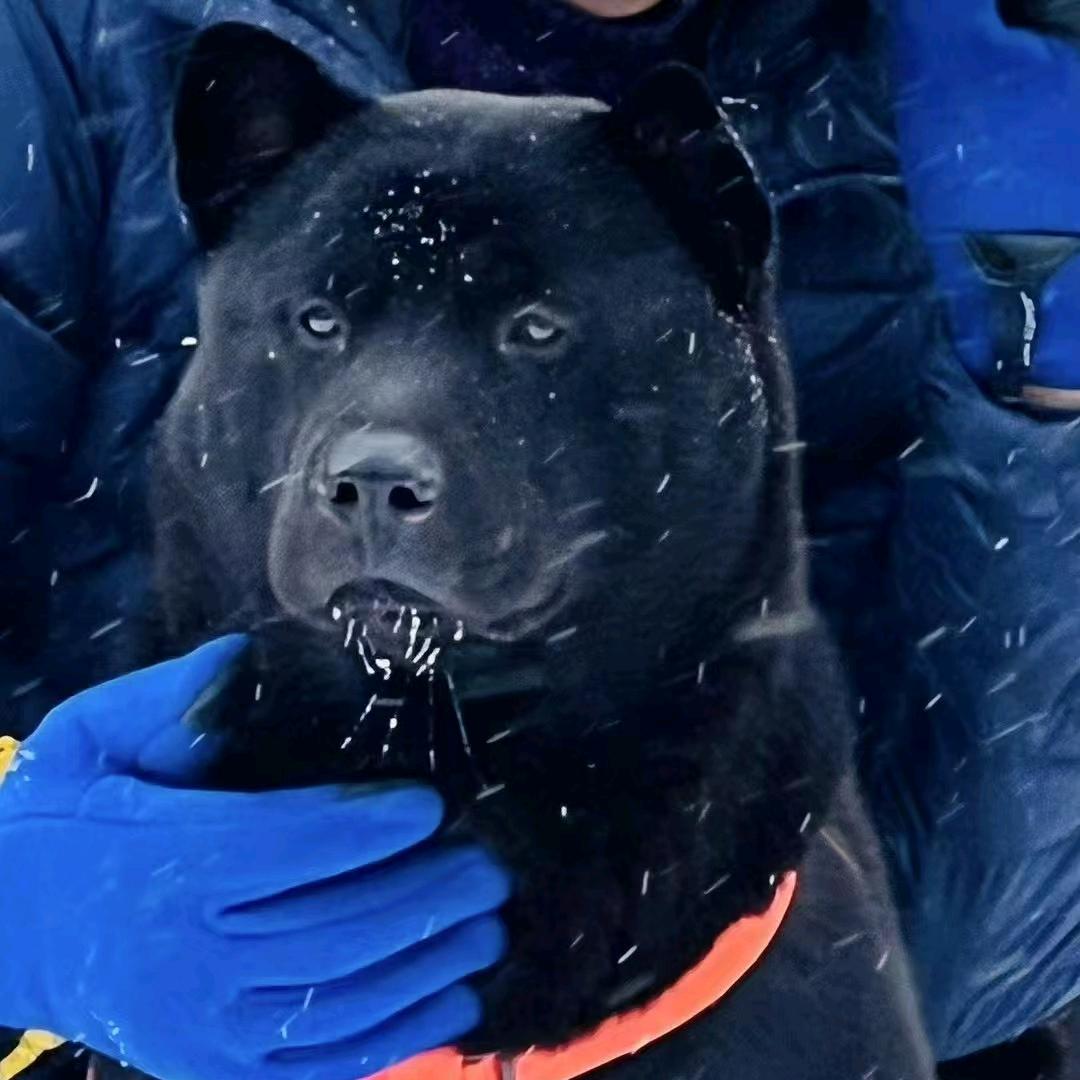 五黑犬爱好者
