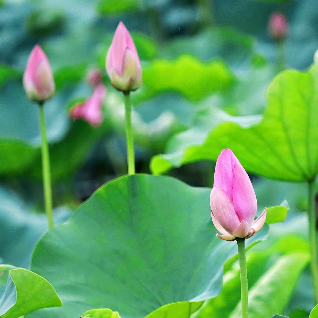 @薄荷绿@zx🍀🌹🌹🍀