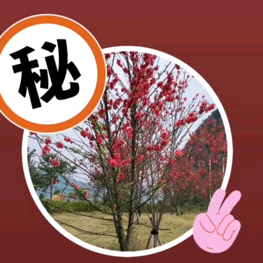 花好月园