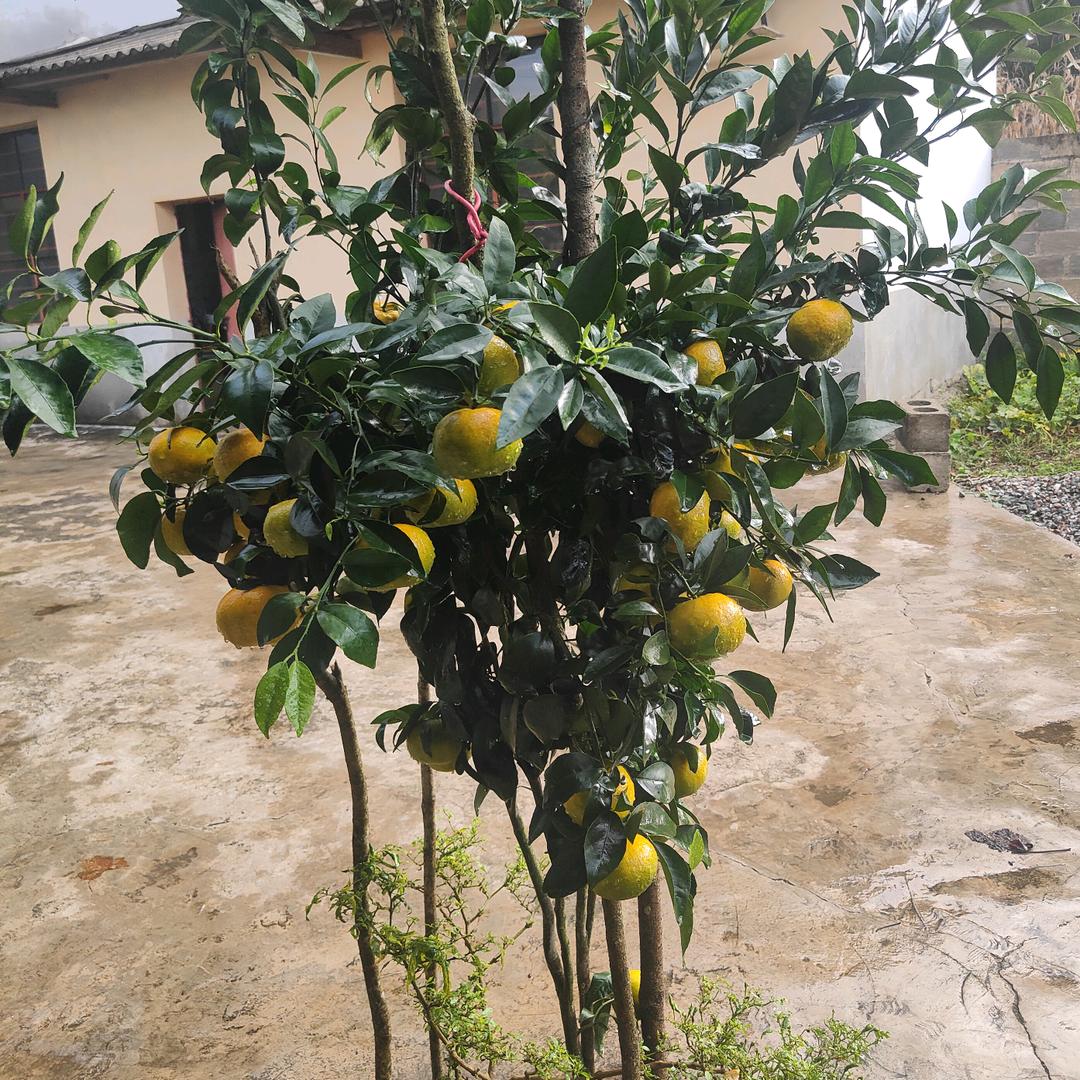 野@狼☜