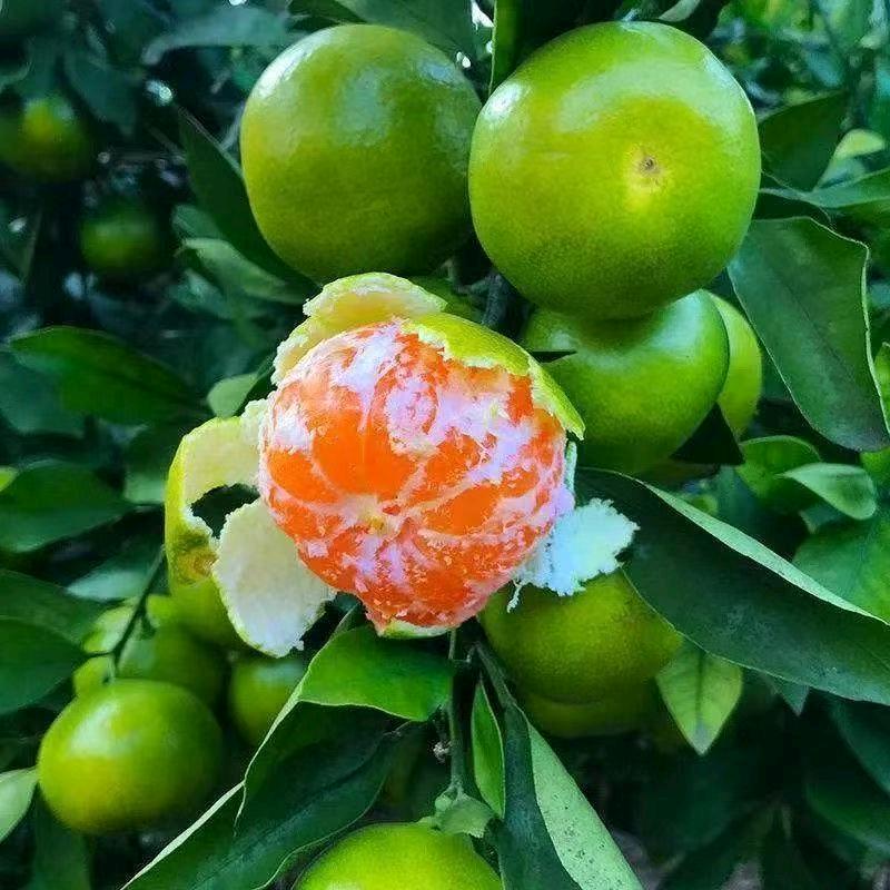 柑橘代办小周周，果果果鲜吧