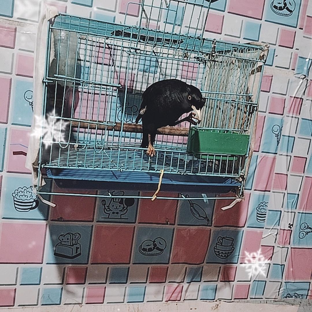诚信天下人。养鸟娱乐