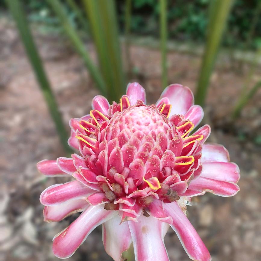 九月苦菊