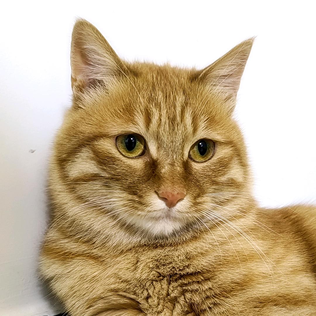 风也猫也