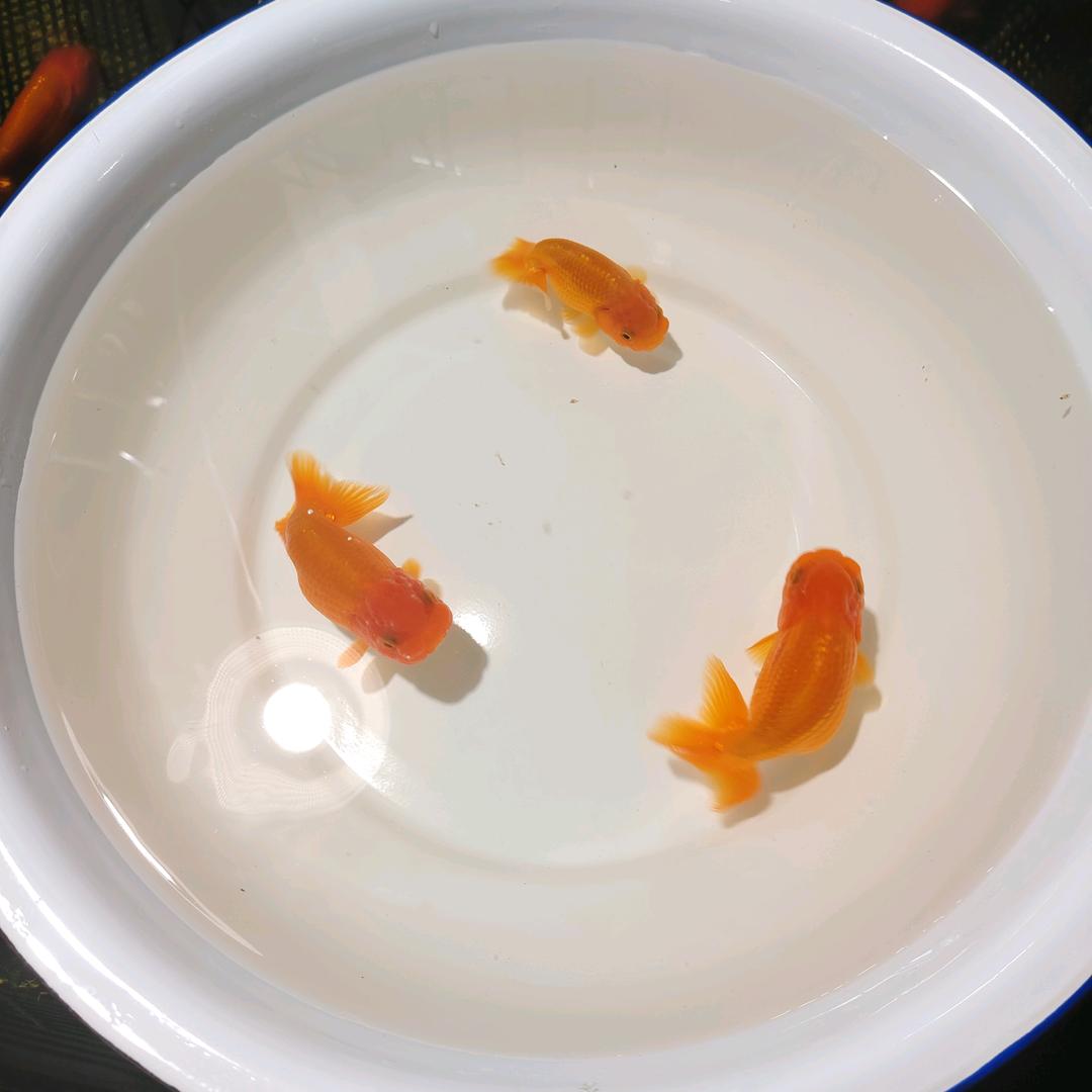 静已收心